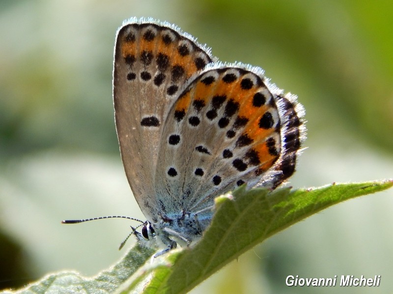 Plebejus...?